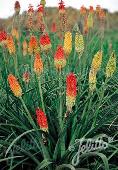 Kniphofia (Vuurpijl, fakkellelie) uvaria 'Grandiflora Mixture'